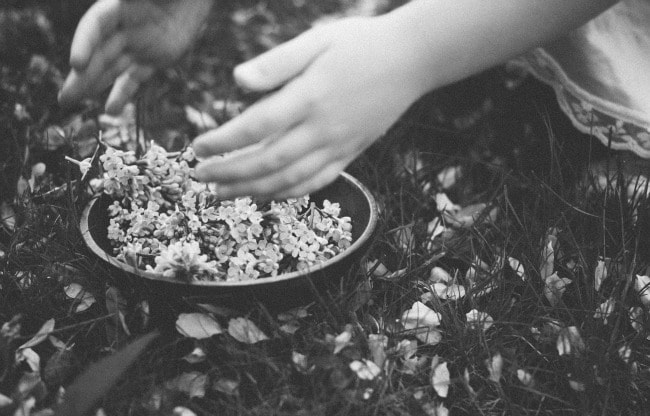 lilac sugar | the vanilla bean blog